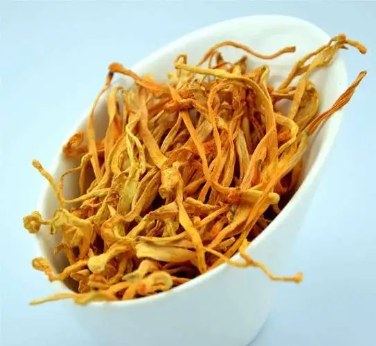 干蟲(chóng)草花